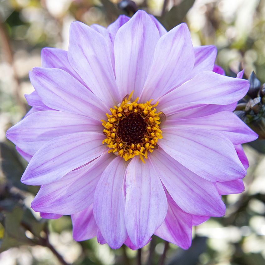 Piondahlia ''''Bishop of Leicester'''' 1 st
