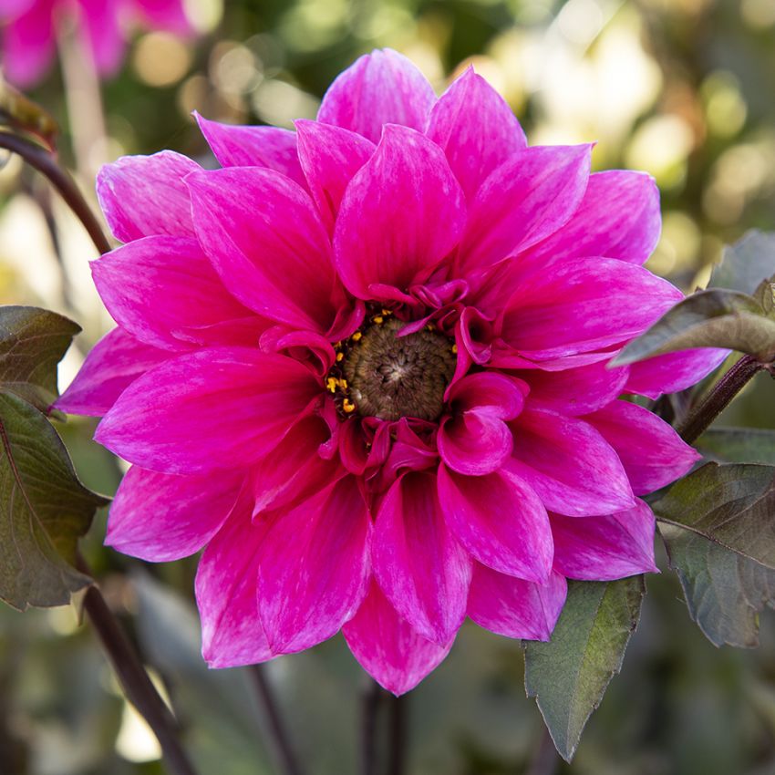 Piondahlia ''''Fascination'''' 1 st