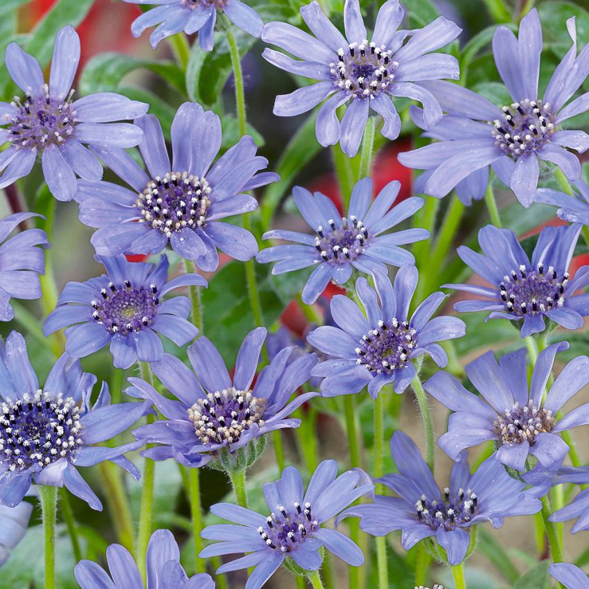 Zuluaster 'The Blues' Mängder av himmelsblå kragblommor över ett nätt bladverk.