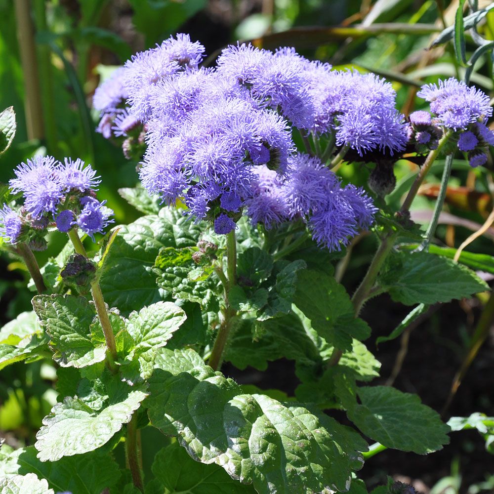 Ettåriga ageratum Blue Mink