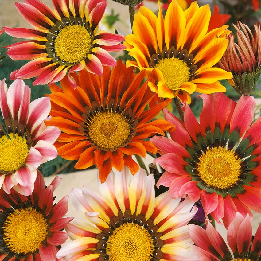 Påfågelsblomster 'Sunshine' Krukväxt med blommor i rött, gult och orange.