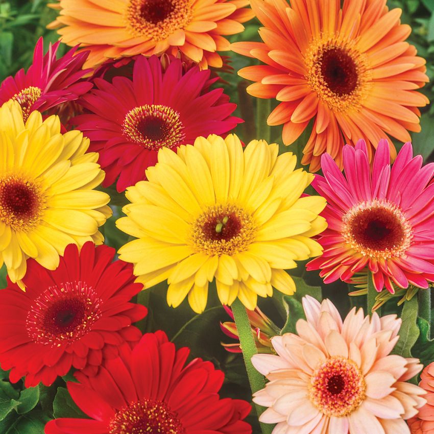 Gerbera 'California Giants' krukväxt med blommor i purpur, rött, orange och gult