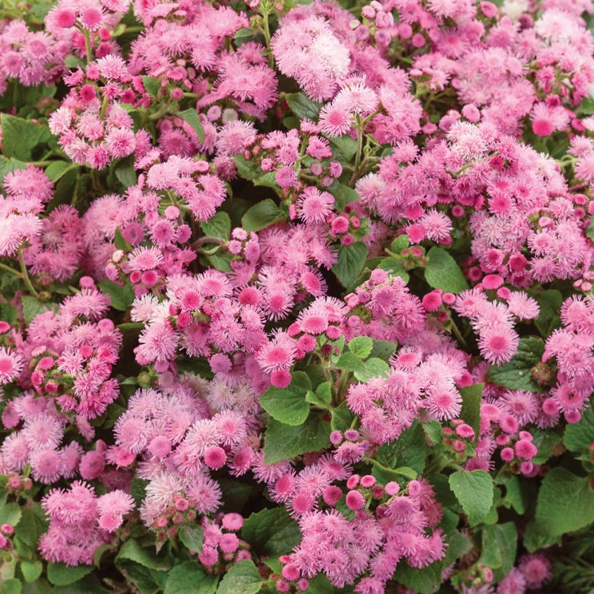 Ageratum-Pink Ball är en traditionell sommarblomma med klarrosa blommor.