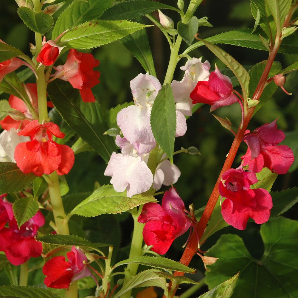 Balsamin Traditionell mormorsblomma med blommor i röda och vita nyanser
