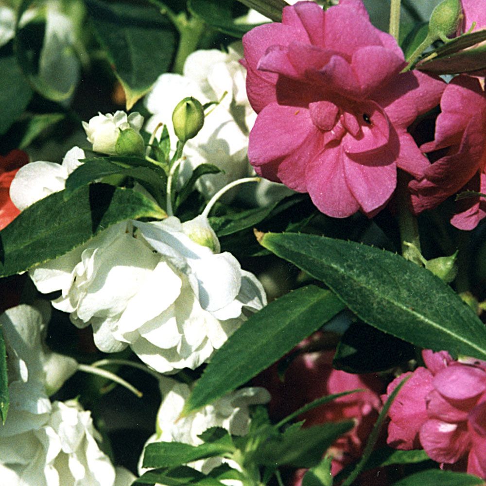 Balsamin 'Topknot' Traditionell mormorsblomma bildar buskar med roslika blommor