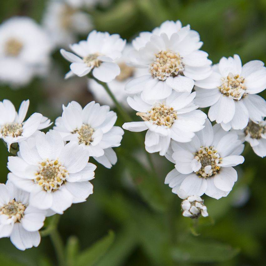 Vitpytta 'The Pearl', Rent vita, täta, enkla till halvdubbla blommor