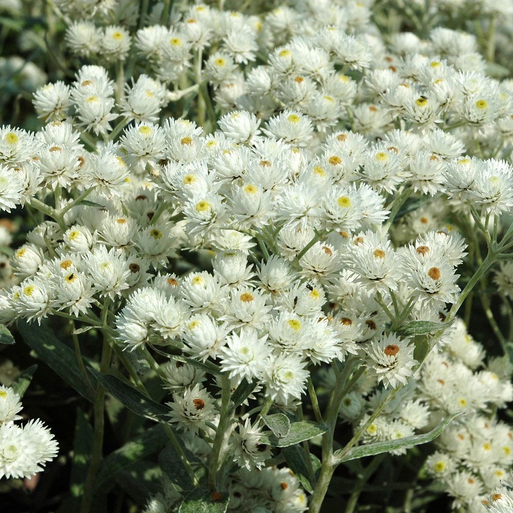 Pärleternell 'Neuschnee' Silvervita blommor, fina både färska och torkade