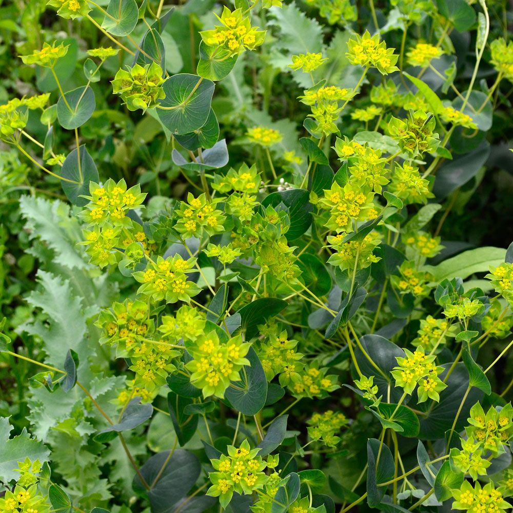 Harört 'Griffithii' Utmärkt tillsammans med färgade snittblommor.
