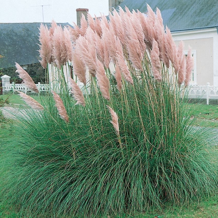 Rött Pampasgräs 'Pink Feather' Ståtligt jättegräs med stora plymer