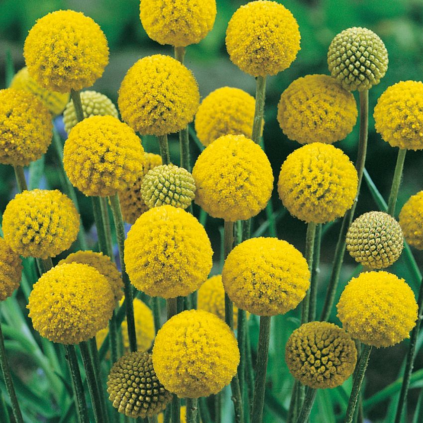 Solboll 'Drumstick'. Fin, ovanlig torksort som snitt- och rabattblomma.