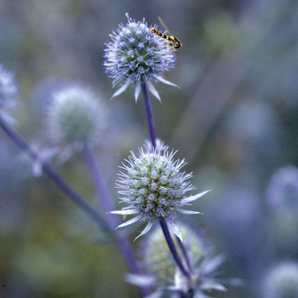 Rysk Martorn 'Blue Glitter' fin växt i rabatter och lång hållbarhet i buketter.