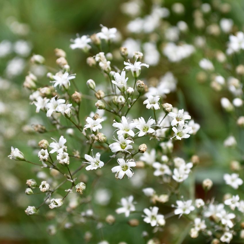 Brudslöja, Stora skyar av graciösa blommor. För rabatter, snitt och arrangemang.