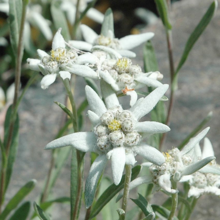 Edelweiss Silvervita, stjärnblommor med håriga högblad, fina att torka.