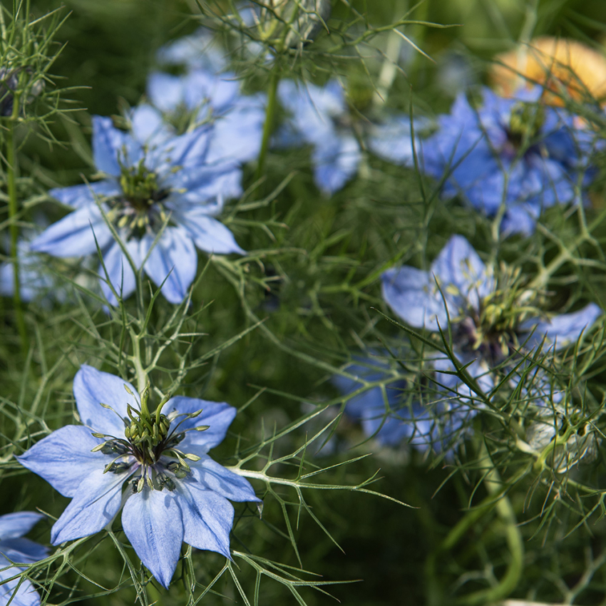 Jungfrun i det gröna Miss Jekyll, indigoblå blommor med spetsiga kronblad