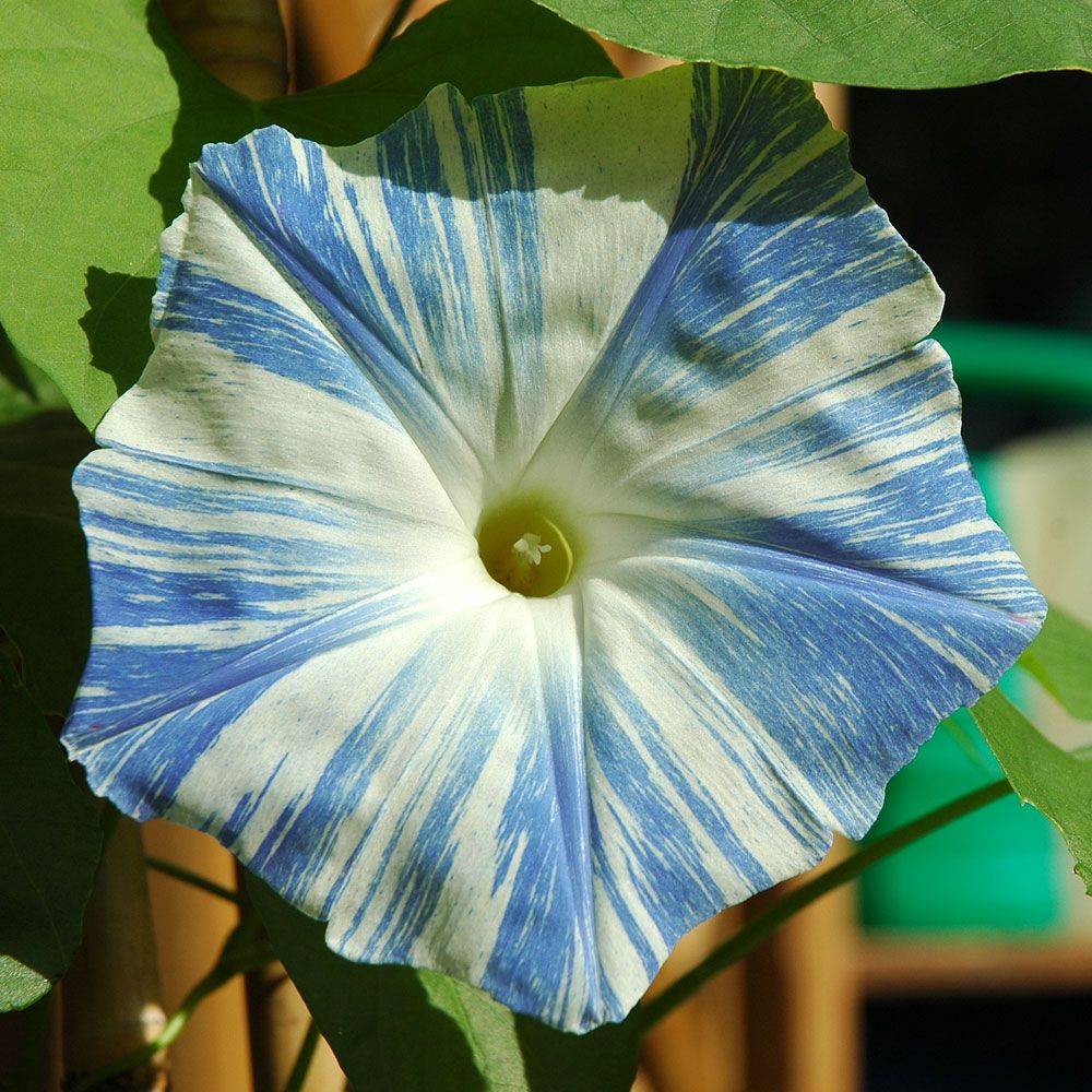 Blomman för Dagen 'Flying Saucers' Blå slingerväxt för krukor och lådor.