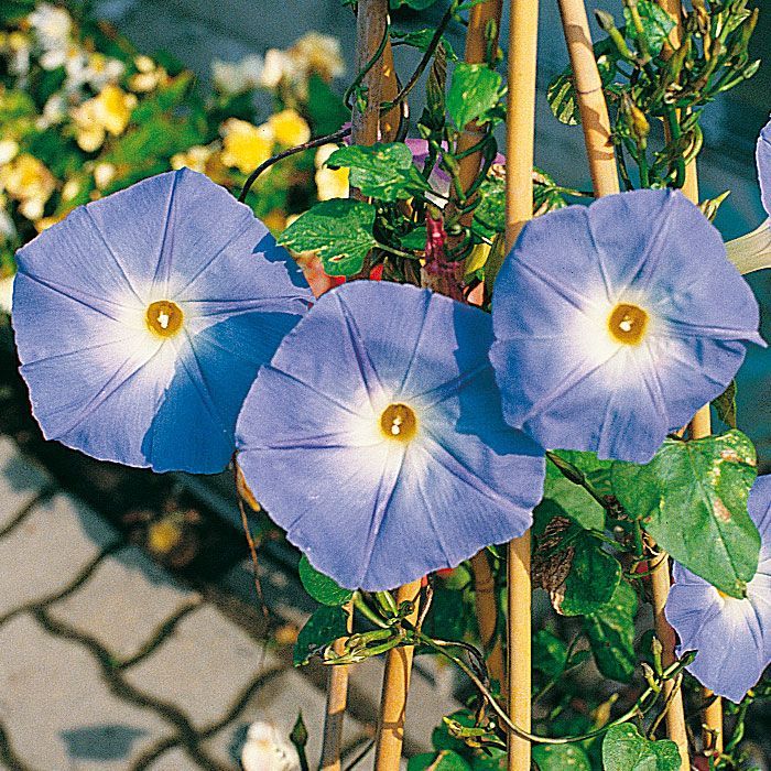 Blomman för Dagen 'Heavenly Blue' Storblommande, himmelsblå slingverväxt