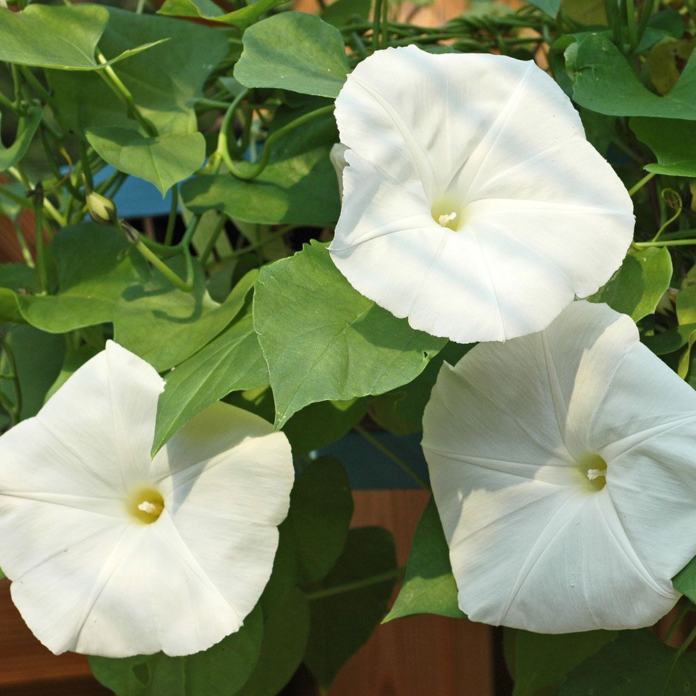 Blomman för Dagen Pearly Gates, Stor slingerväxt med stora gräddgula blommor