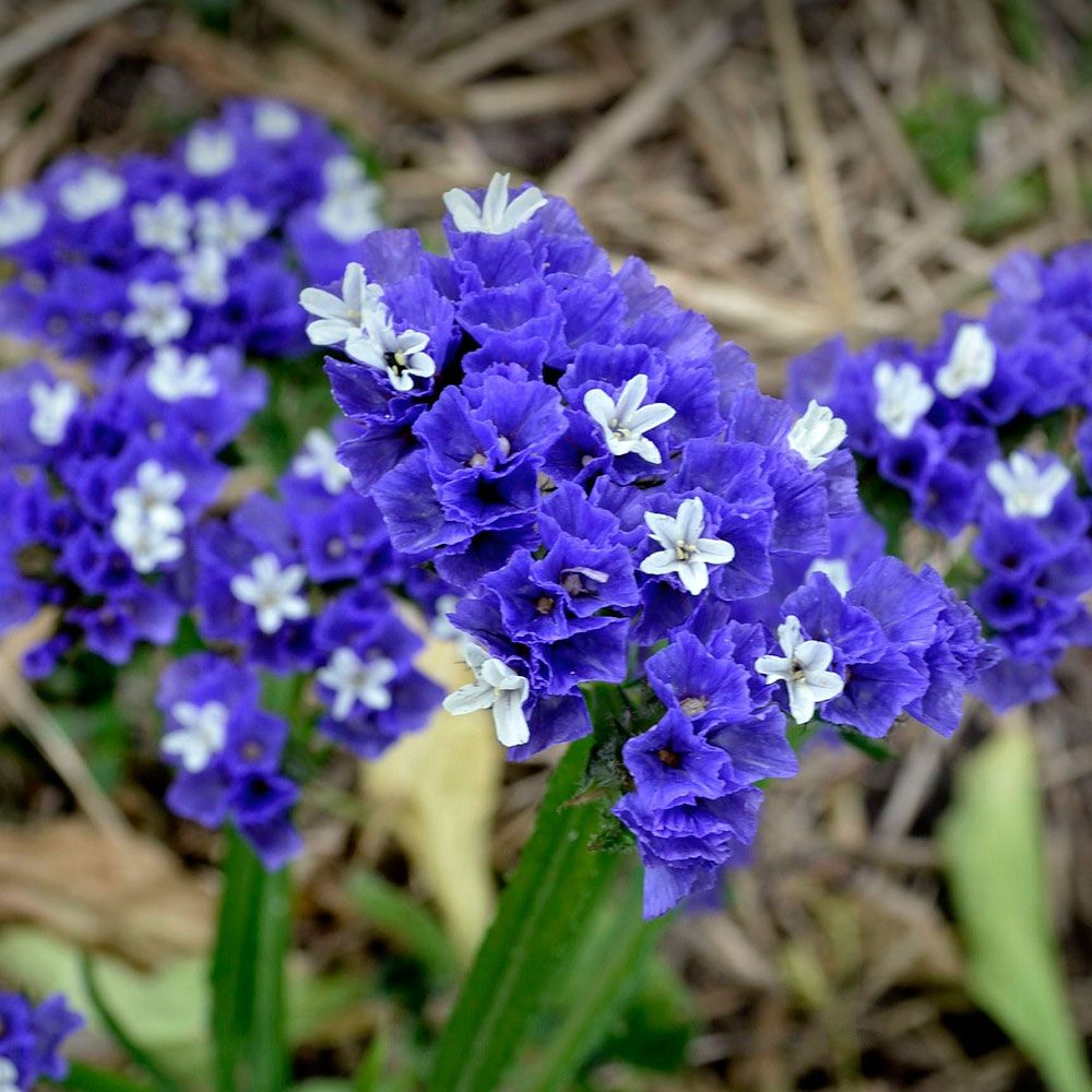 Risp 'Heavenly Blue', intensivt blå blommor på höga stjälkar, fina i buketter.