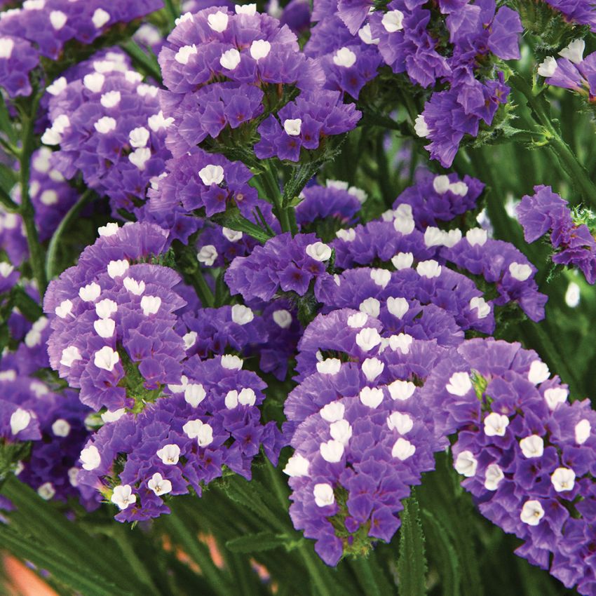 Risp 'Midnight Blue' mörkblå blommor på höga stjälkar, fina färska och torkade.