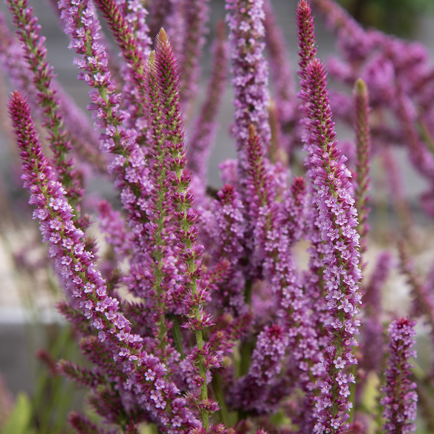 Axrisp långa stjälkar, täckta av rosa småblommor. Utsökt för torkning och snitt.