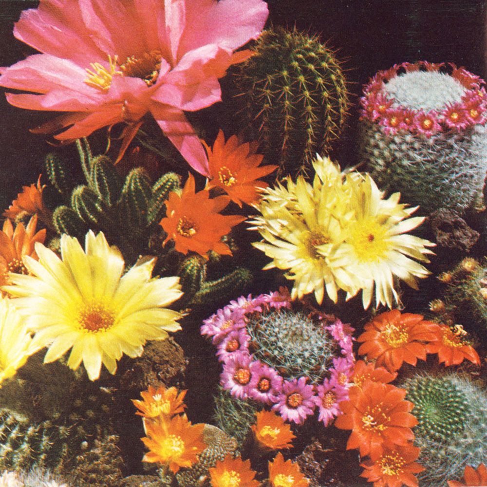 Kaktusmix, med blandade, exklusiva arter, de flesta blommande.