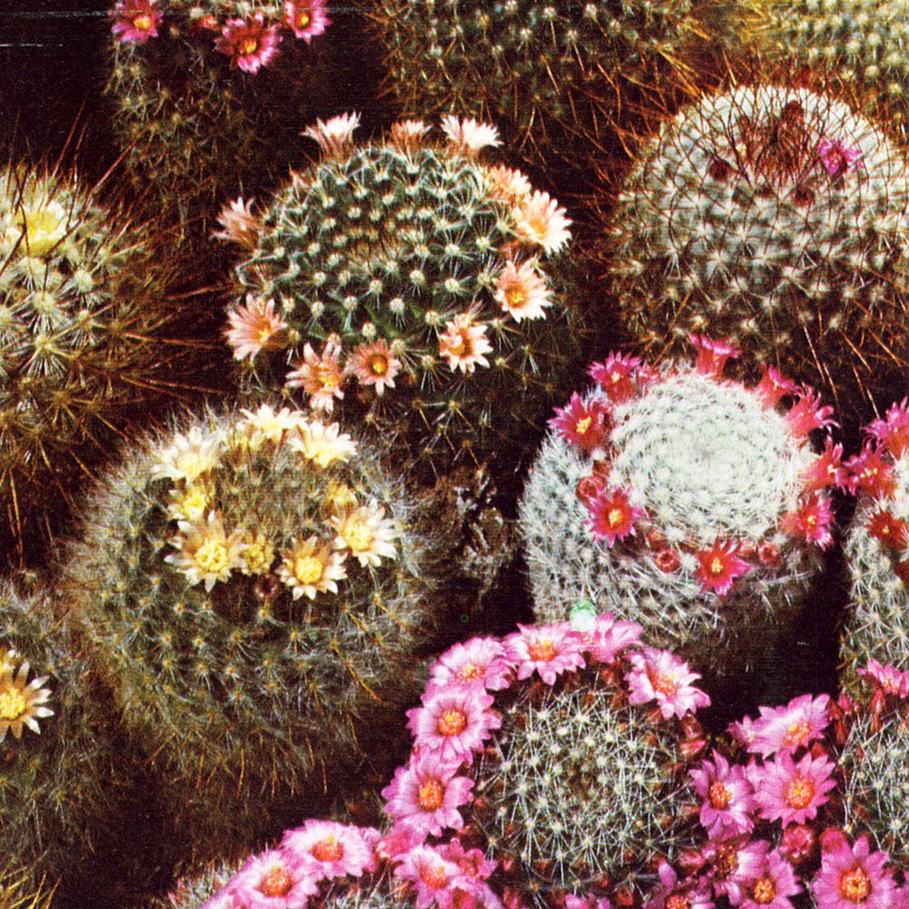 Vårtkaktus, Klotformiga, täckta av täta utskott. Blommor i vitt, gult, och rosa