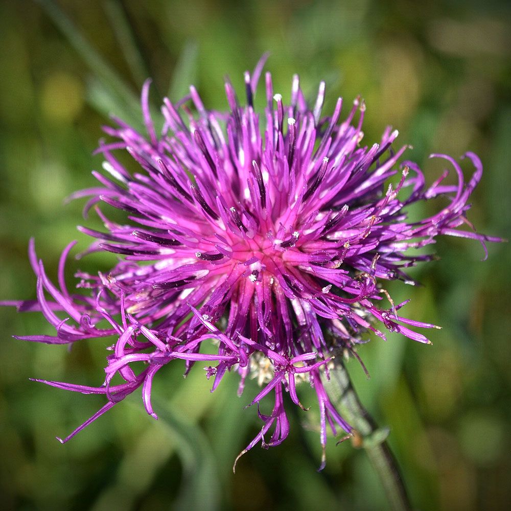 Väddklint, purpurfärgade blomkorgar och vackra djupt parflikade blad.