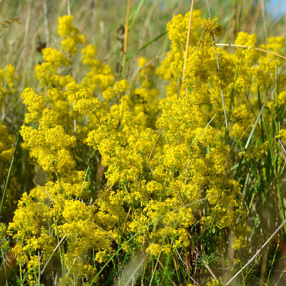 Gulmåra, Vippor av gula, plymlika blomställningar.