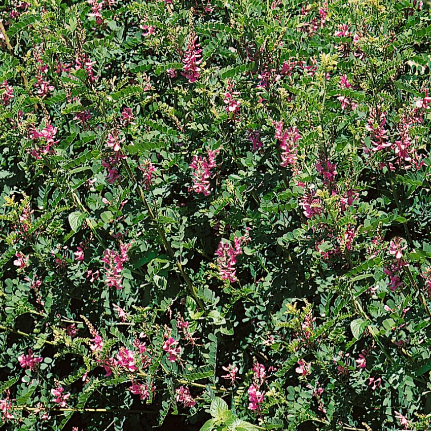 Indigo, kulturväxt som innehåller indigo. Förvedad ört med purpurrosa blomspiror