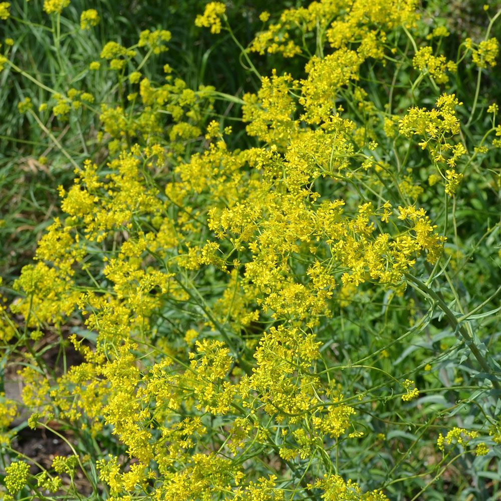 Vejde med vackra, stora, plymlika, gula blommor.  Innehåller färgämnet Indigo