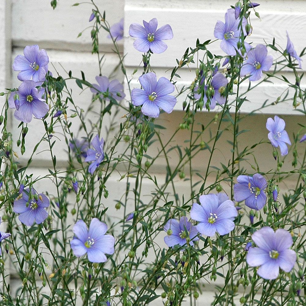 Spånadslin, lysande himmelsblå blommor. Fin i torkade buketter.