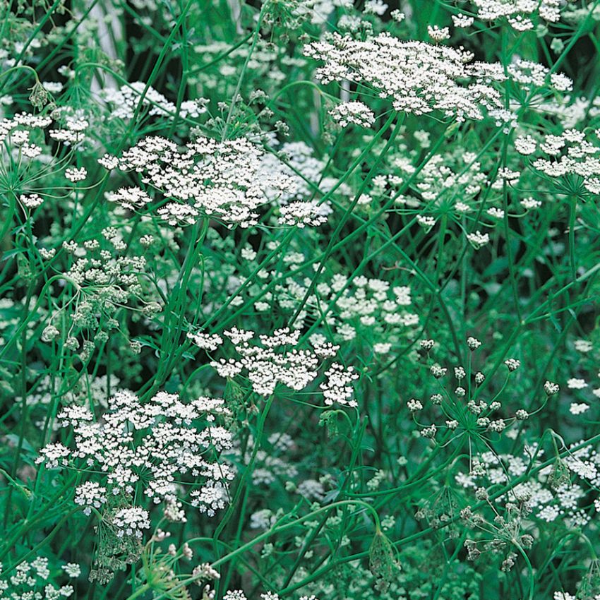 Anis, Välkänd kryddväxt med lakritsliknande arom. Vita-rosa blommor i flockar.