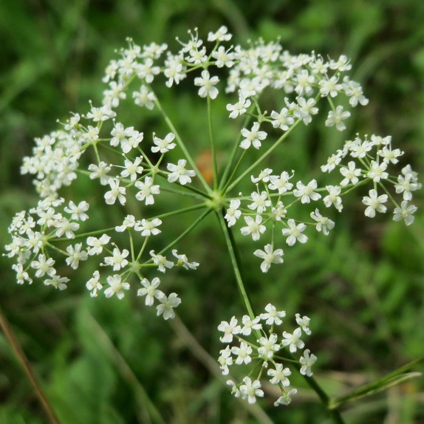 Bockrot, Vita flockblommor. Ihålig stjälk med finflikade parblad.