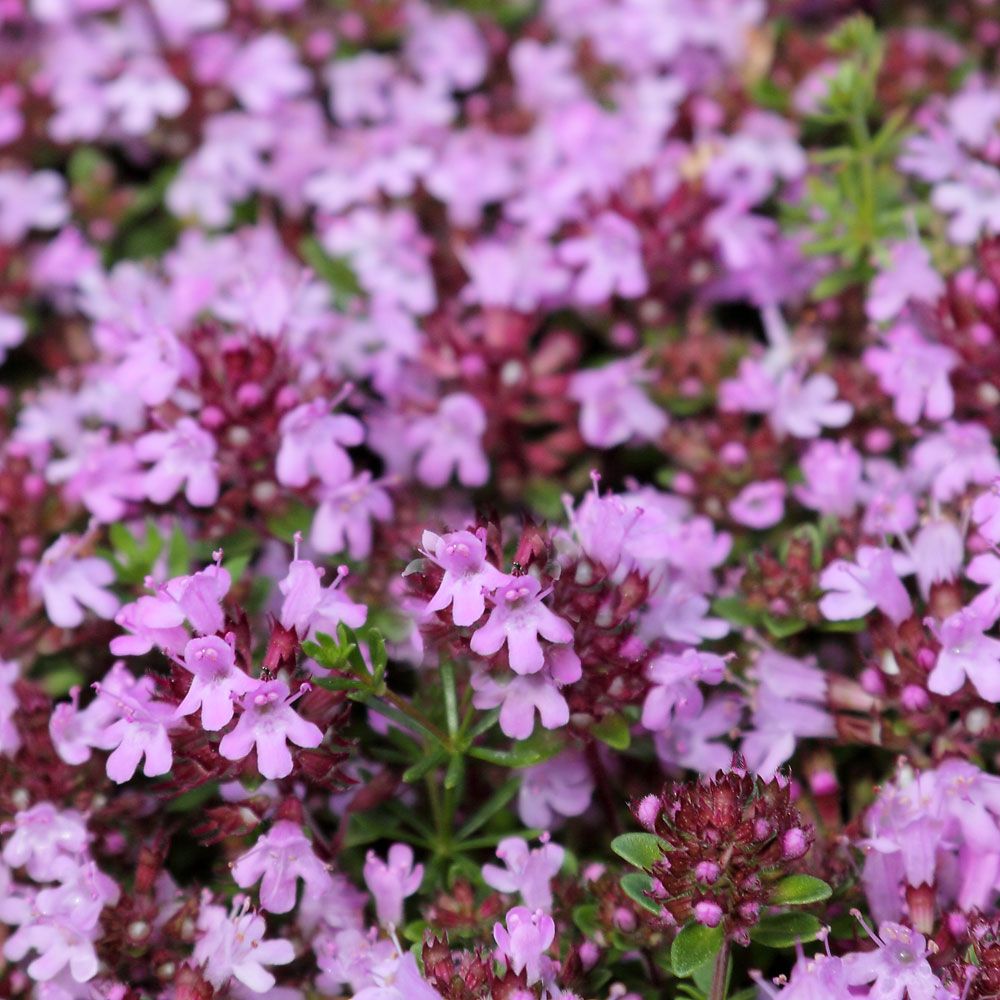 Backtimjan, Marktäckande perenn med upprättstående, ljusvioletta blomsamlingar.