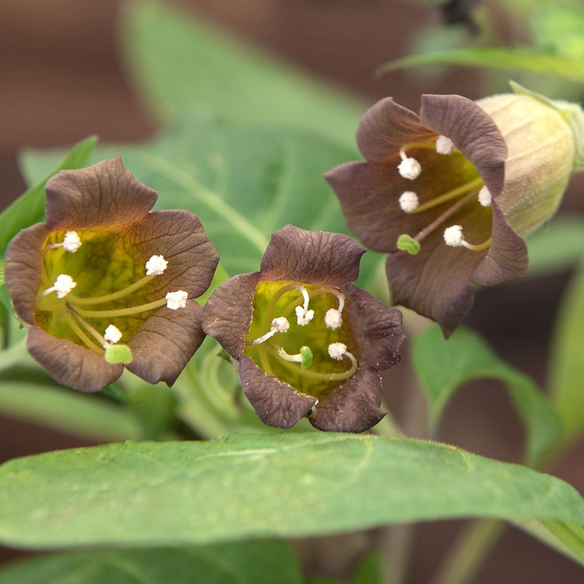 Belladonna, sällsynt medicinalväxt med brunvioletta blommor, senare svarta bär