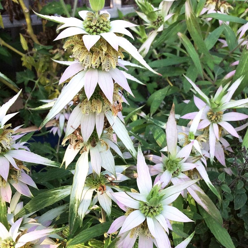 Prickig Temynta, doft av thymololja. Gula-ljusskära blommor med vita fläckar.