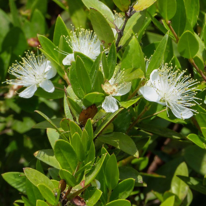 Myrten, tålig krukväxt. Små, glansiga, mörkgröna blad. Doftande vita blommor.