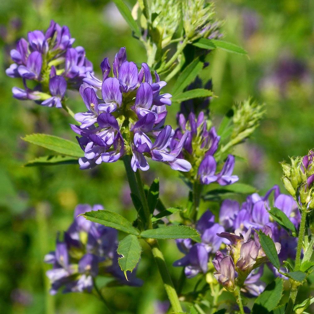 Blålusern, tandade blad och blålila blommor. Bra dragväxt för bin och fjärilar