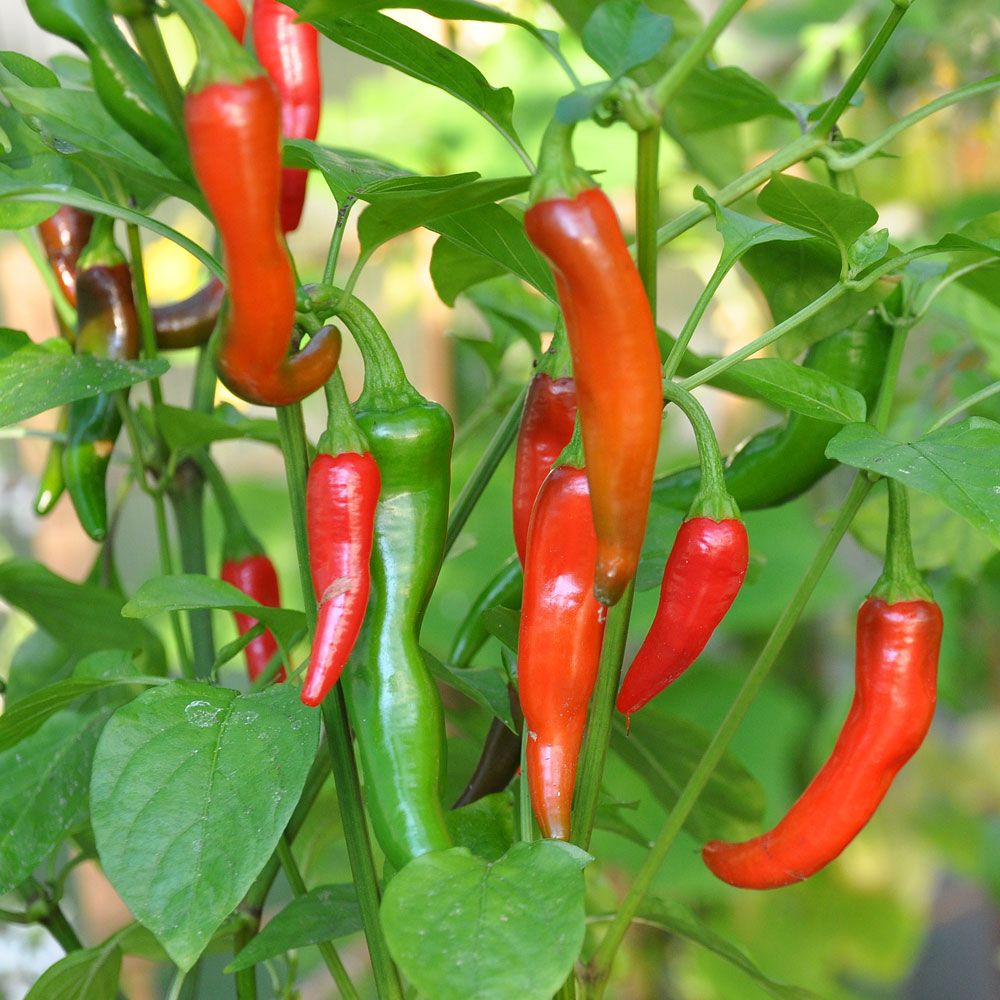 Chilipeppar De Cayenne, Långsmala, gröna frukter som vid full mognad blir röda