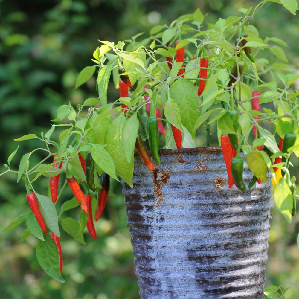 Chilipeppar F1 'Cayennetta' små hängande röda chilifrukter på buskig planta