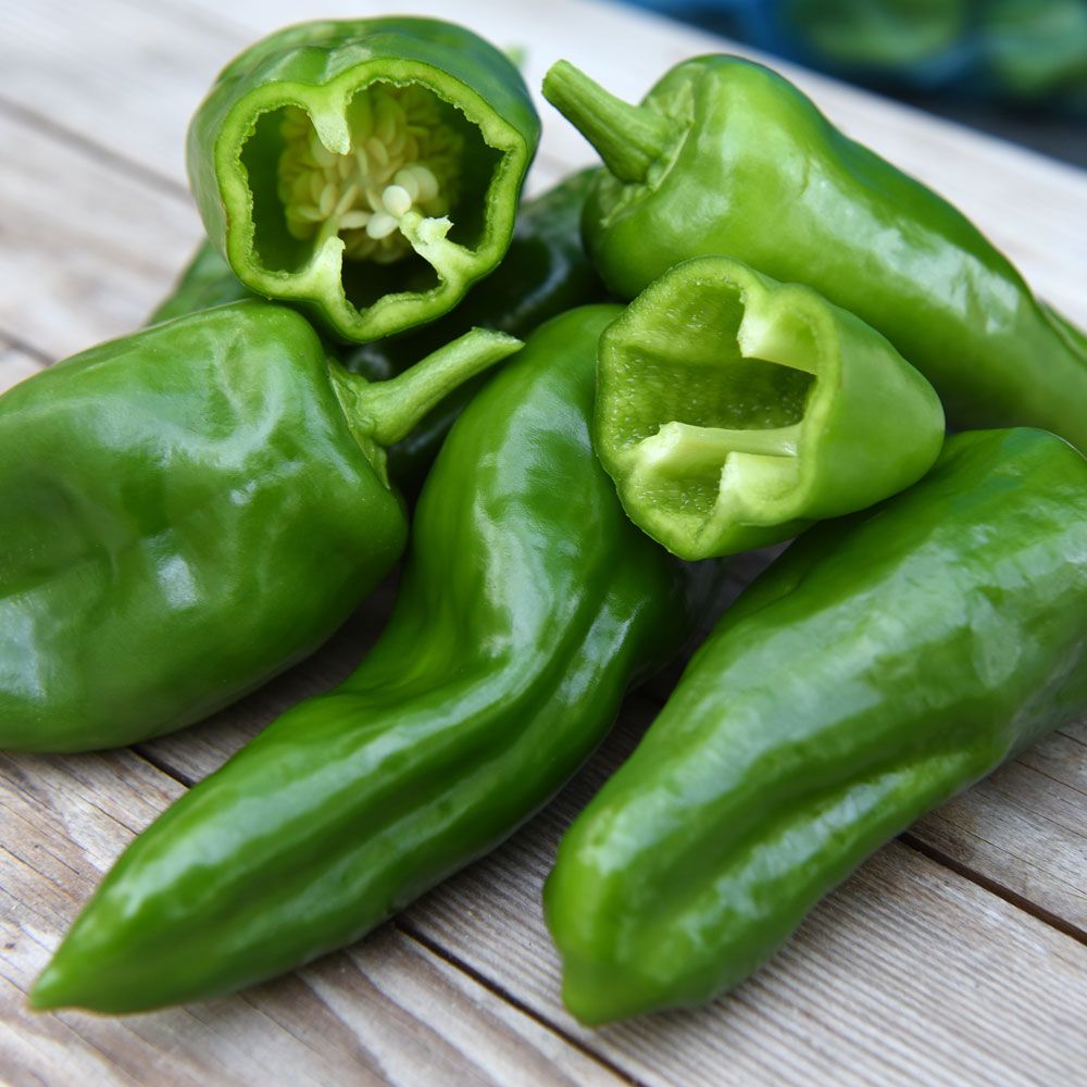 Chilipeppar Padron Koniska frukter, skördas gröna vid ca 5-8 cm. Moga är röda 