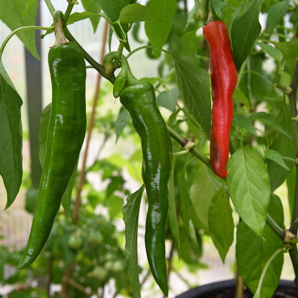 Chilipeppar ''Anaheim Chili'', gröna långa frukter som kan bli 20 cm 