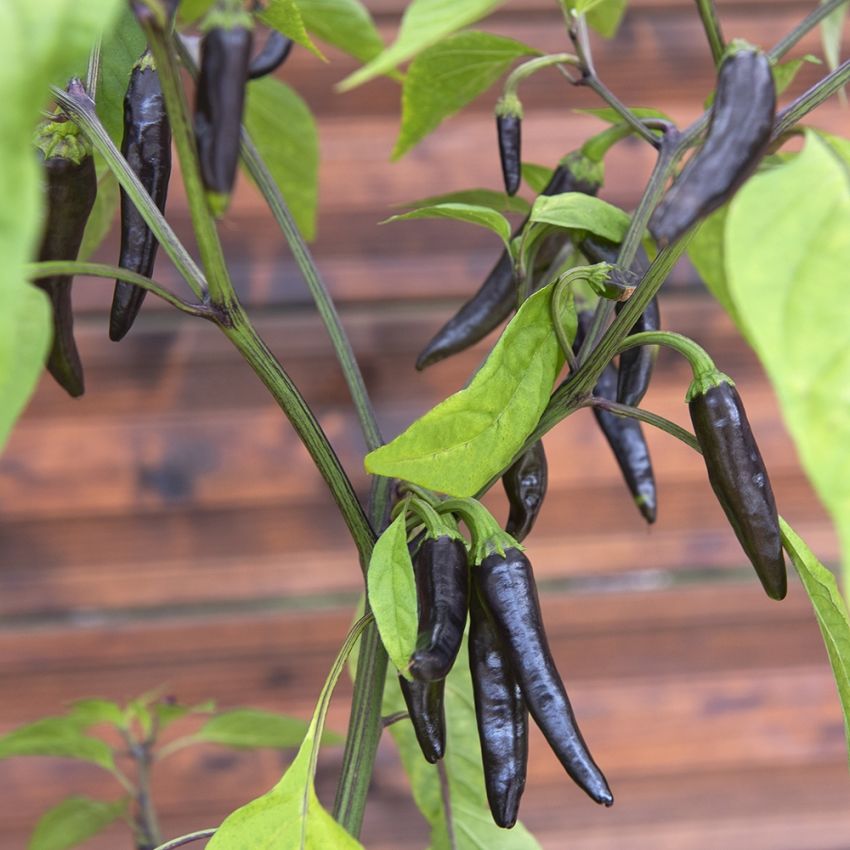 Chilipeppar 'Black Fangs' långsmala nästan svarta frukter, mörklila blommor
