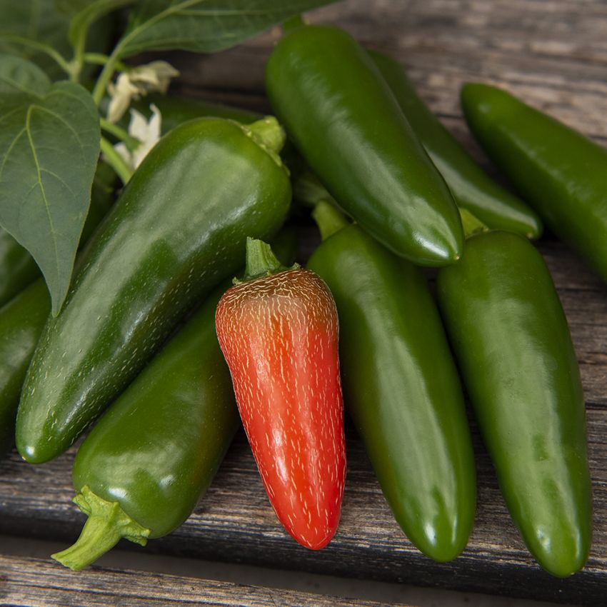 Chilipeppar ''Jalapeno M'', Produktiv grön, tålig chilipeppar. Mognar till rött.