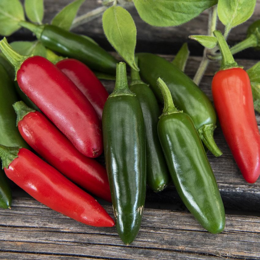 Chilipeppar ''''Serrano''''