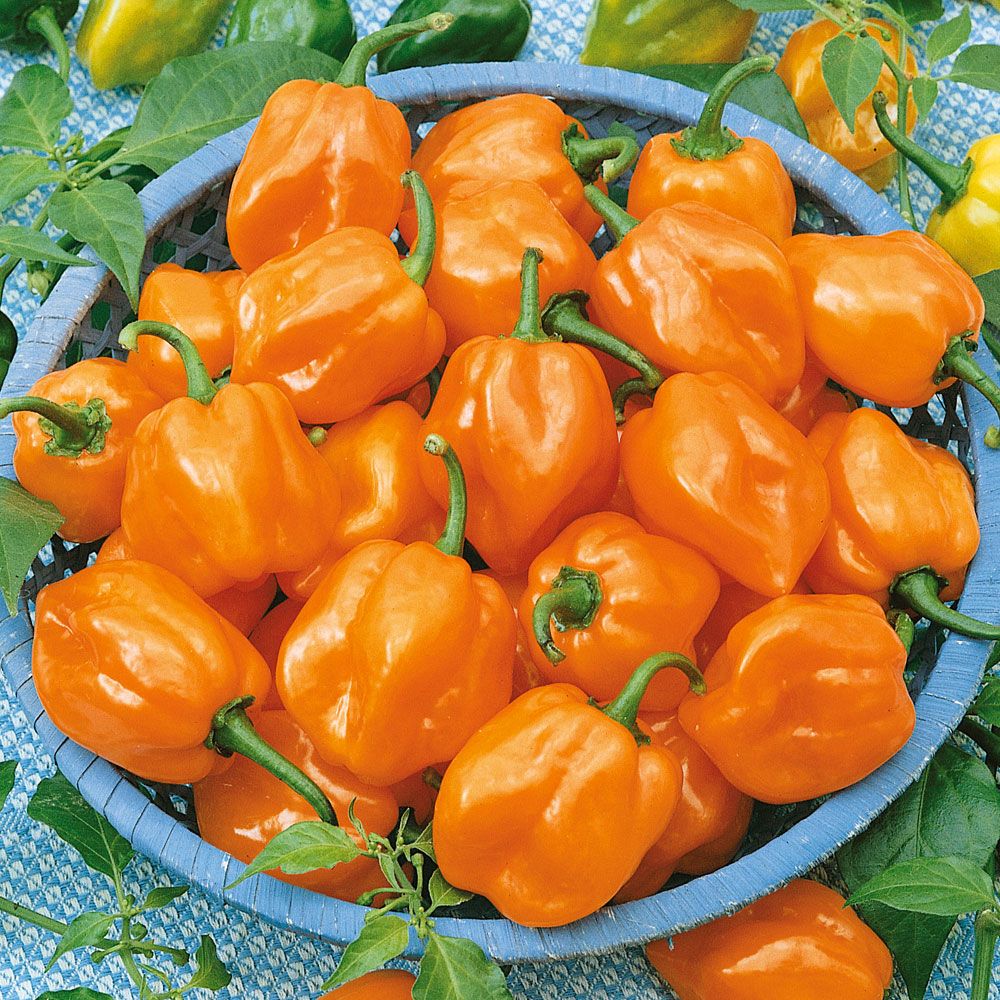 Havannapeppar 'Habanero Orange' små veckade, orange, frukter, tätväxande och het