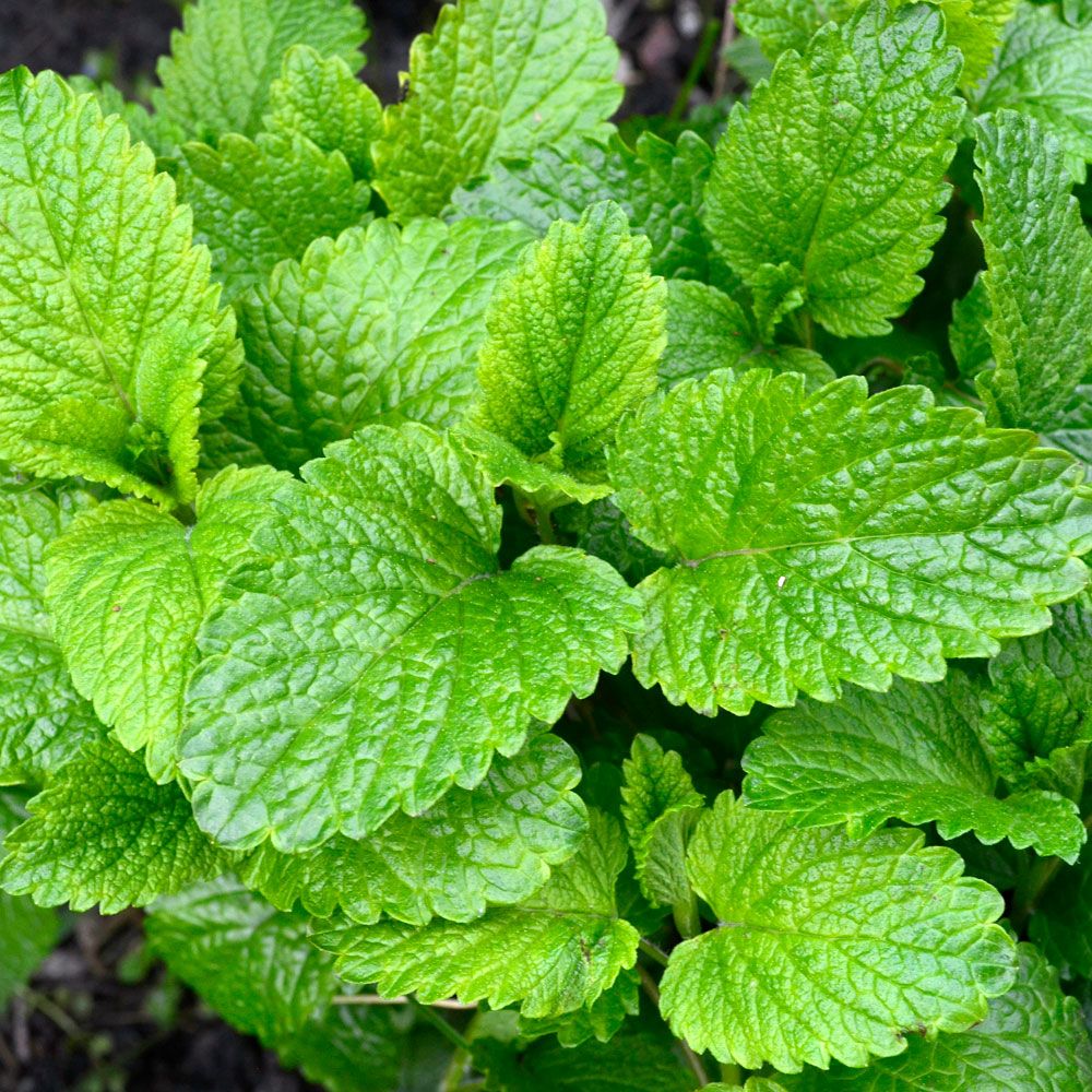 Citronmeliss, Traditionell örtkrydda med grönt bladverk. Dekorativ på bakverk.