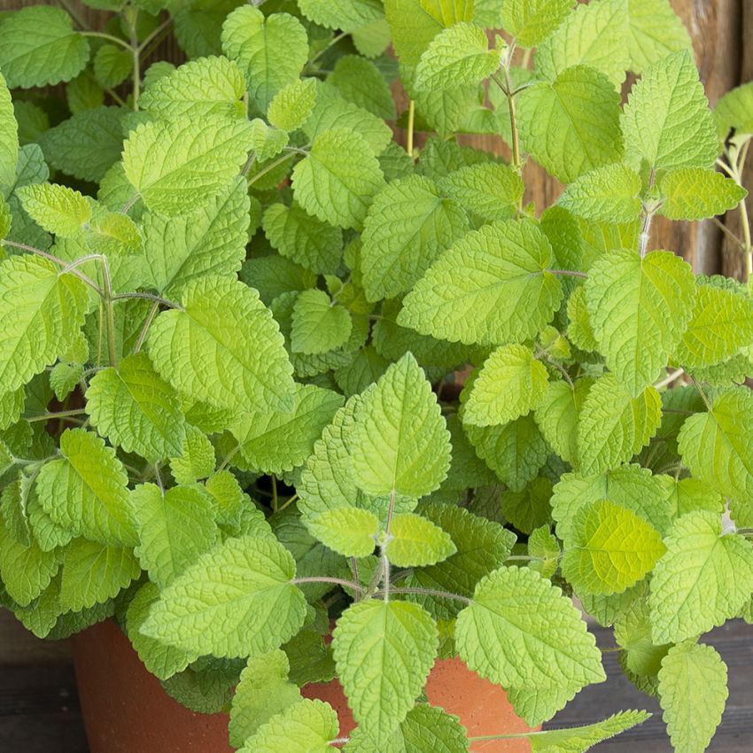  Citronmeliss 'Mandarina' ljusgrön örtkrydda med smak av mandarin