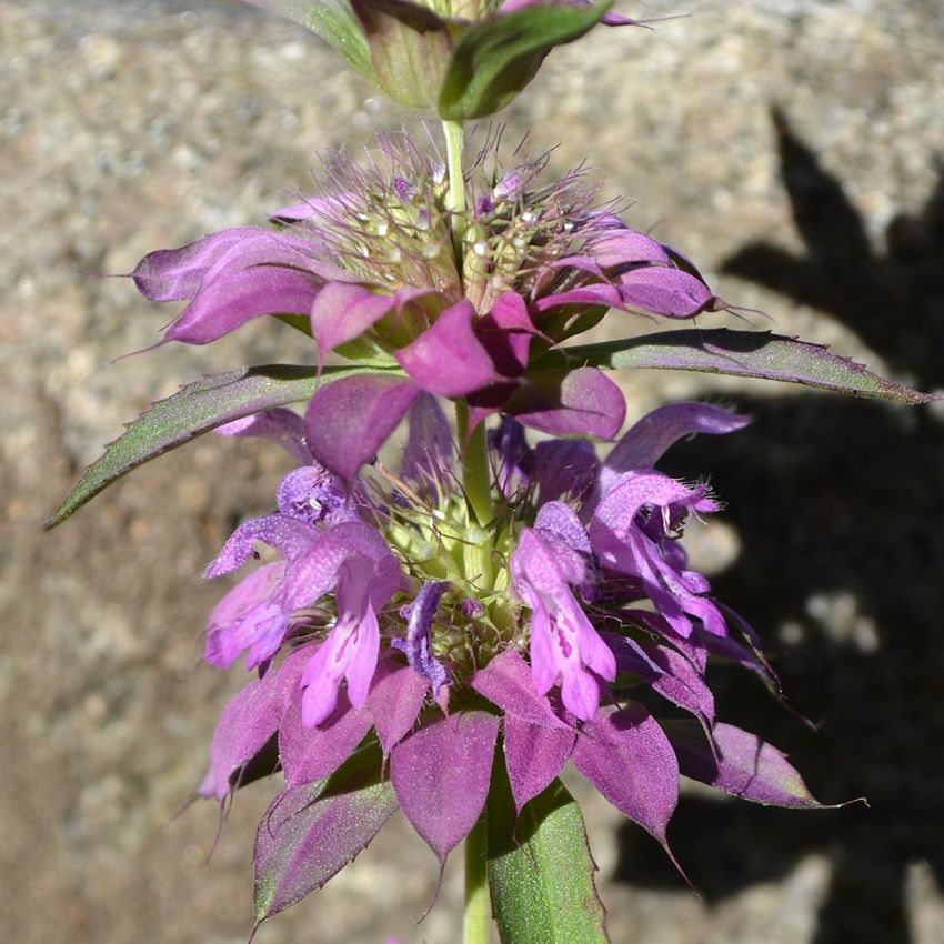 Citrontemynta, lila blommor, aromatisk. Blommor och blad används som krydda, te.