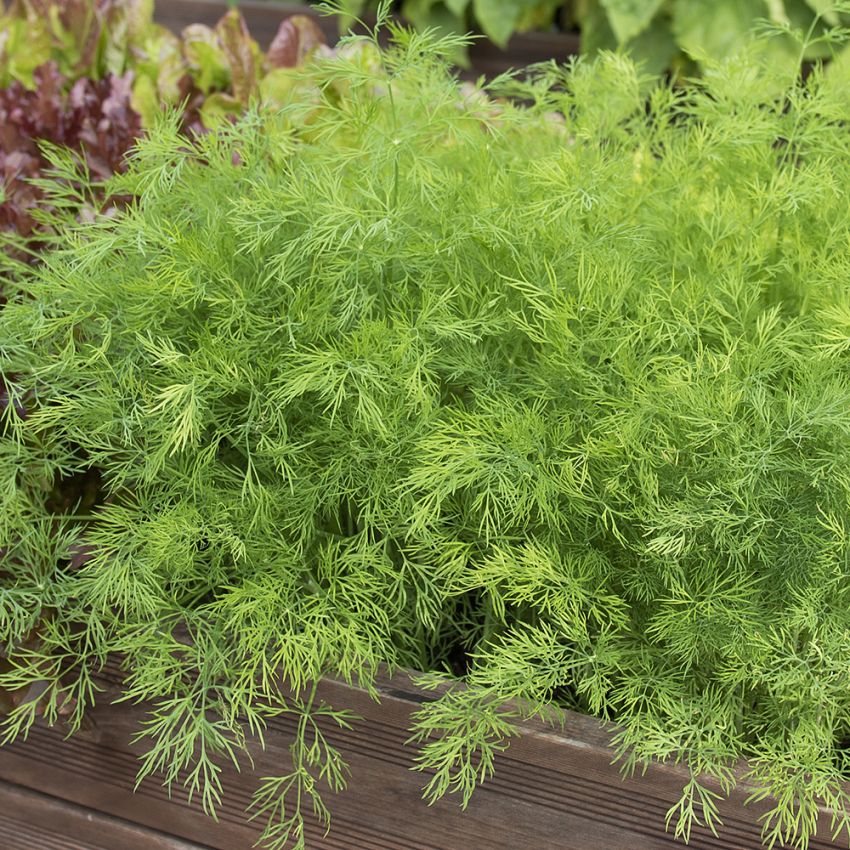 Bladdill Thalia är finflikigt, tät och aromatiskt doftande.